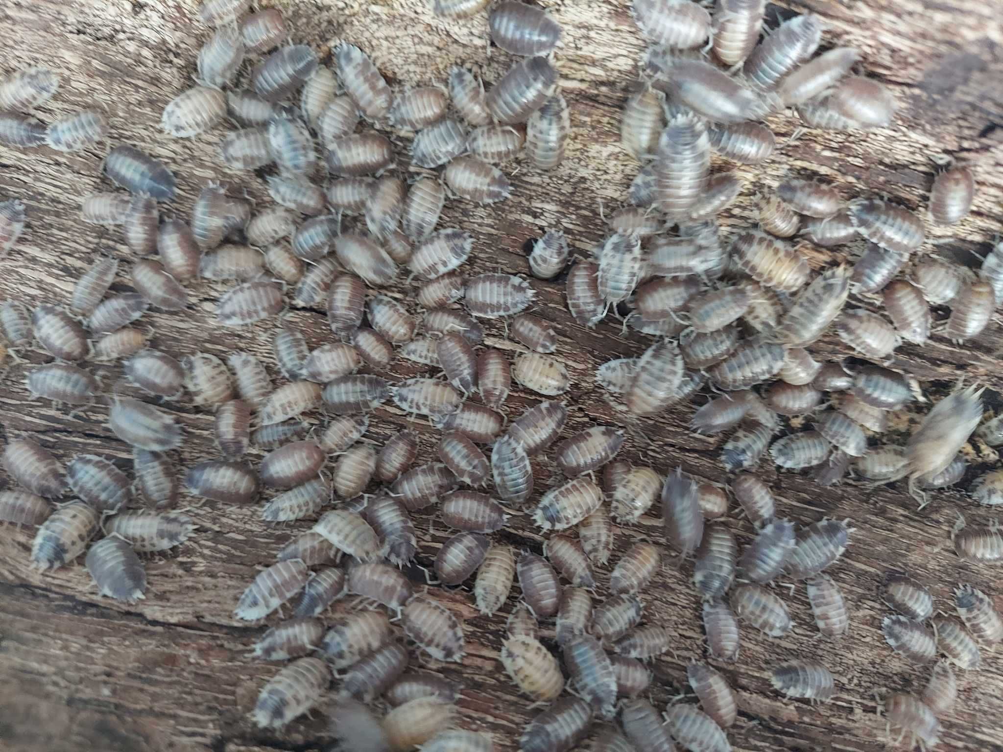 Porcellio laevis - dairy cow, black, white, milkback, orange