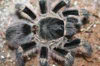 Grammostola pulchripes Доросла половозріла самка -2500 грн