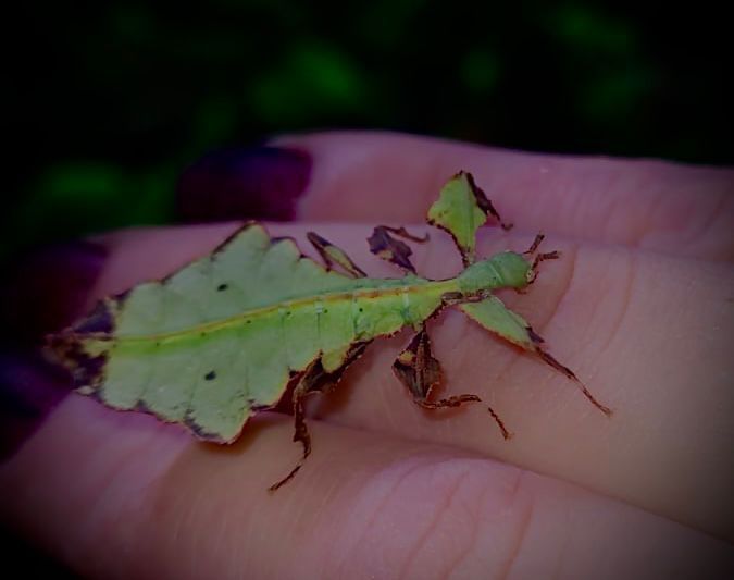 Liściec Philium Giganteum - Tina Zoo Zabrze
