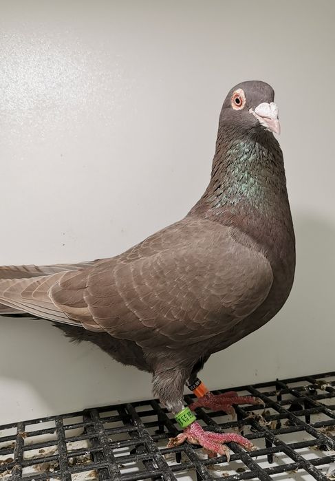 Gołębie pocztowe Brown kite bronze opal