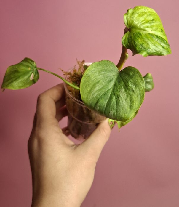 Philodendron mamei mint Variegata
