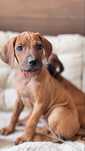 Bella Suczka Rhodesian Ridgeback/ ZKwP FCI/Badania /champion