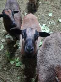 Owce  kameruńskie młode