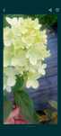 4 szt hortensji lime light 2 Ketmie 2 piwonie