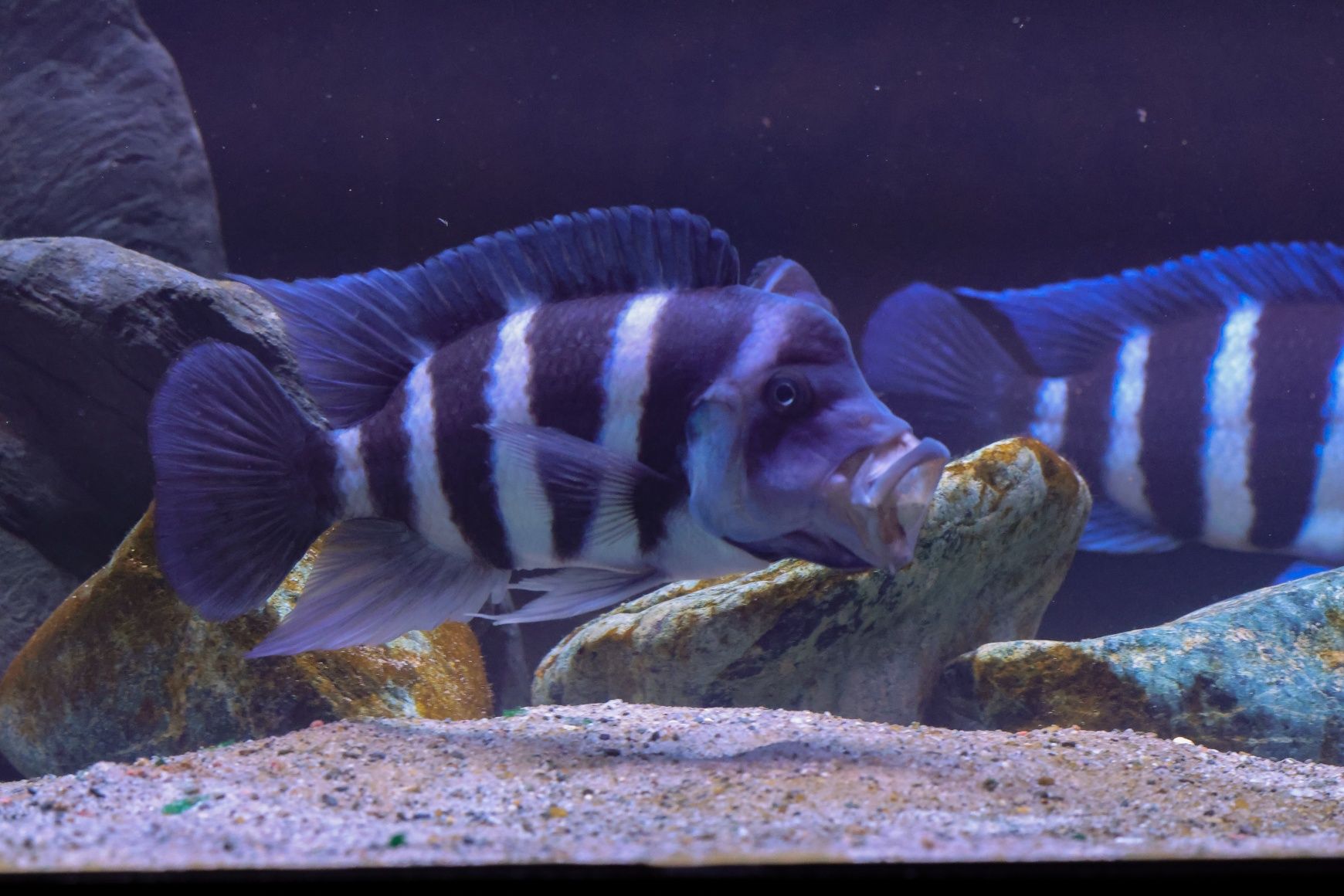 Samice cyphotilapia gibberosa blue zaire moba