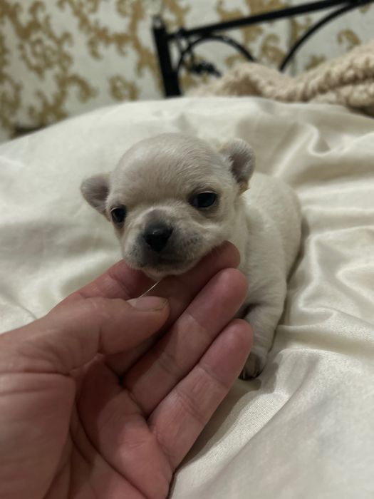 Chihuahua dziewczynka  ZkwP FCI