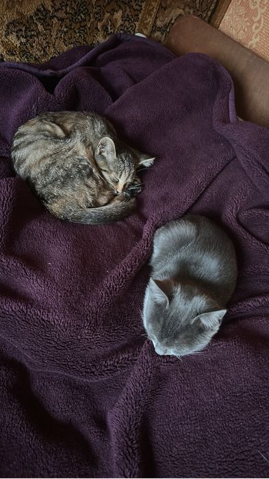 Віддам в добрі руки