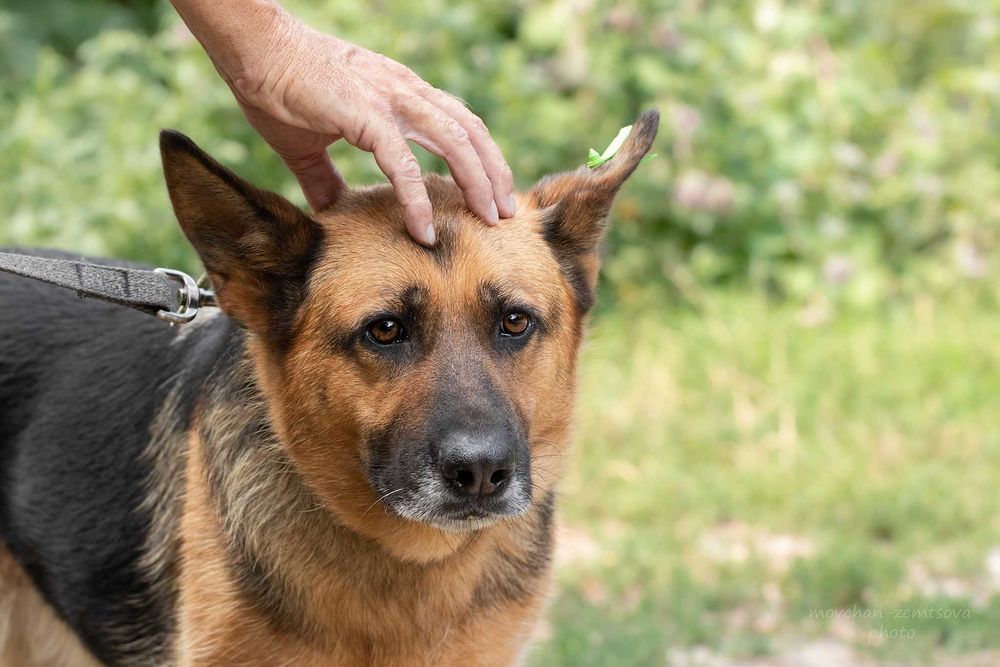 Пальма в пошуках родини