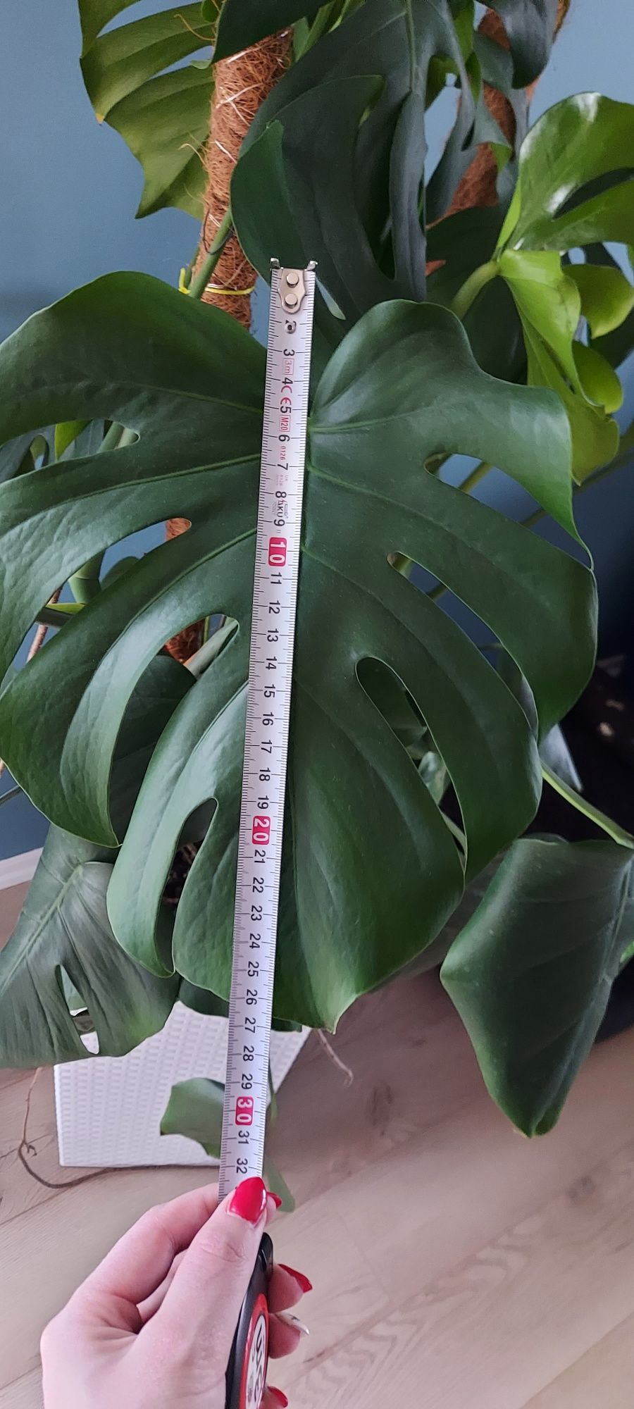 Monstera 2 sztuki w jednej donicy.