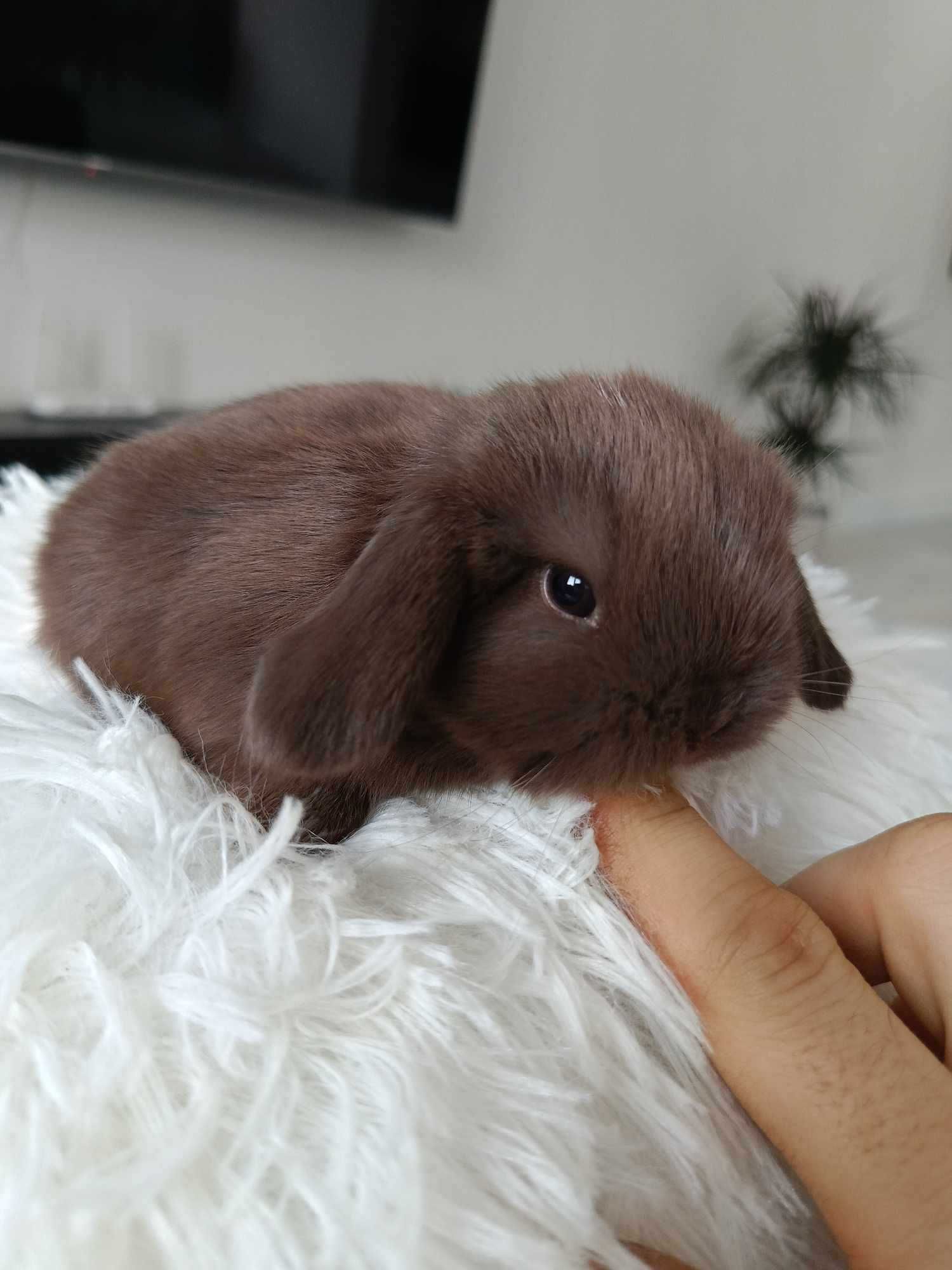 Mini lop karzełek Teddy hodowla zarejestrowana