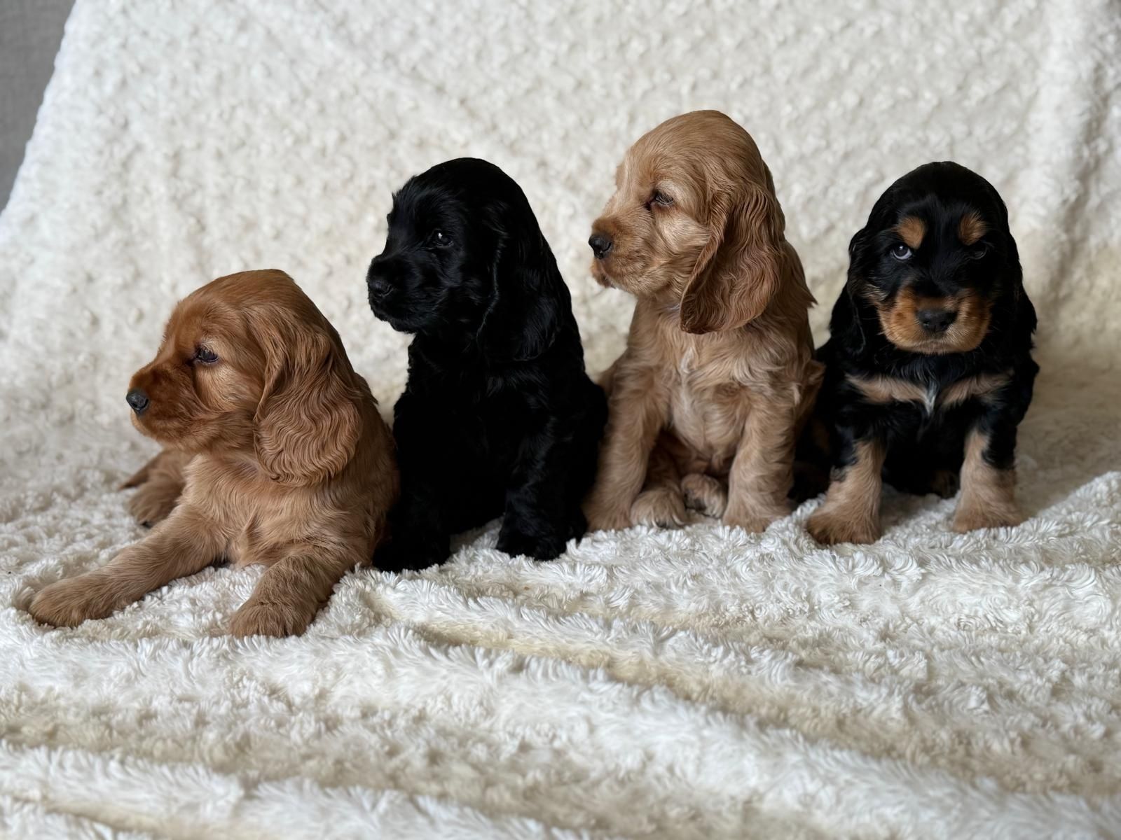 Cocker Spaniel Angielski - pies Agent