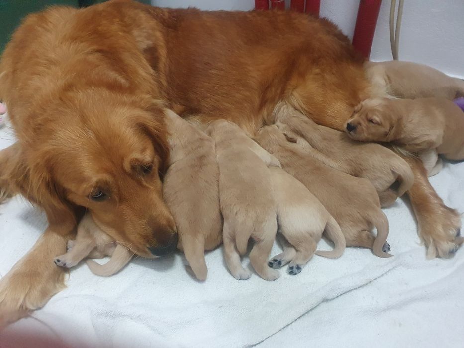 Golden Retriever linia amerykańska / piesek / szczeniak /rodowód ZK.PL