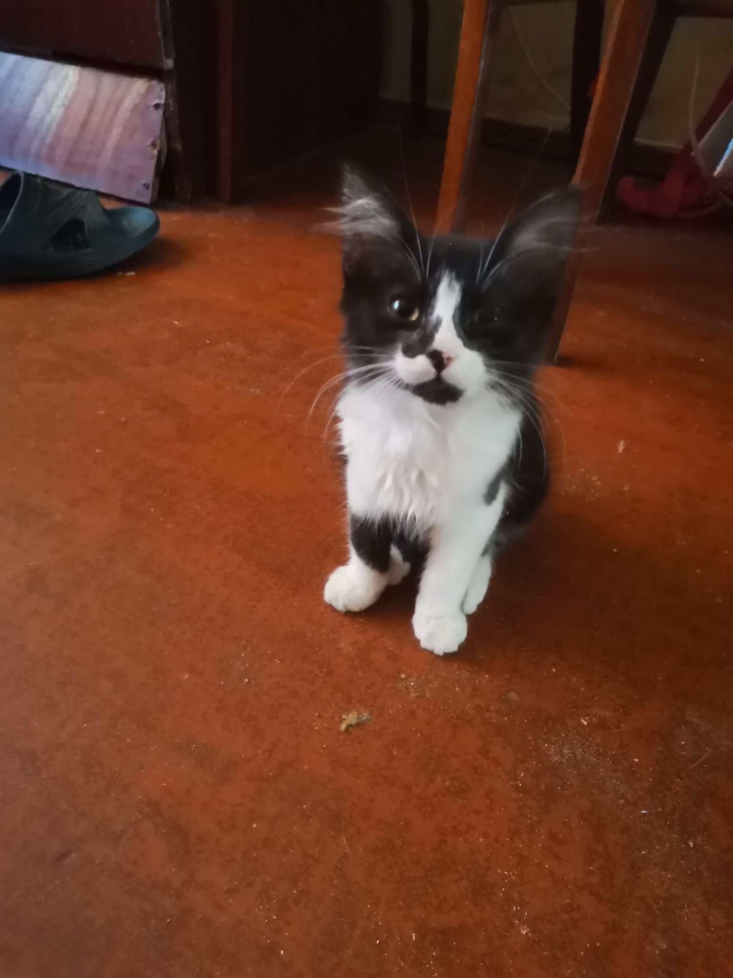 Котик в Добрі руки.