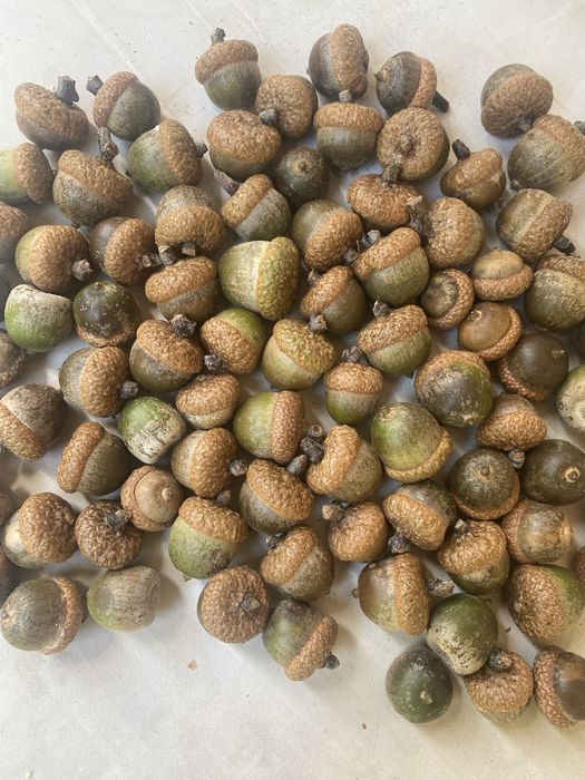 Продам желуди прикольные