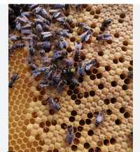 Odkłady pszczele 5 ramek
