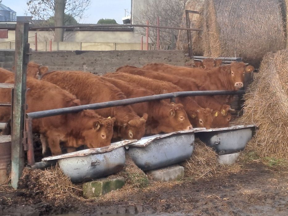 Jałówki z własnego chowu