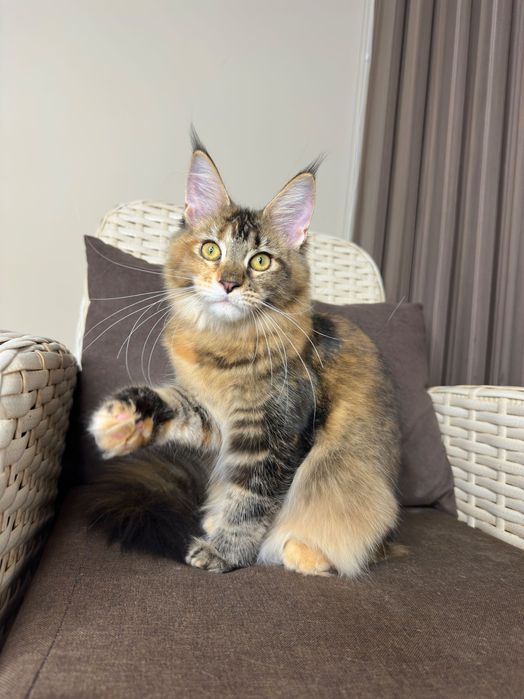 Charlotte-kotka Maine Coon