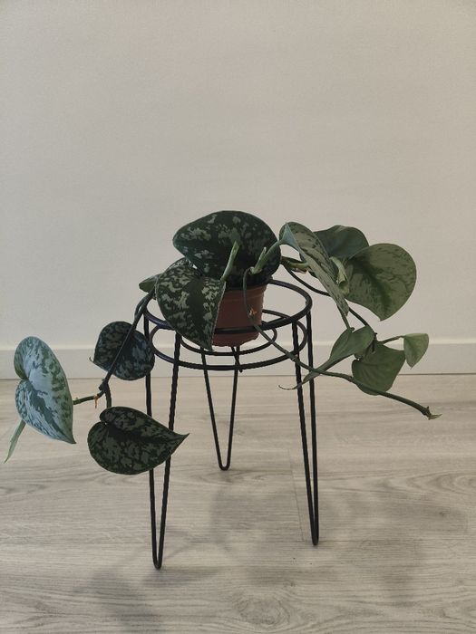 Scindapsus Pictus Trebie // planta interior