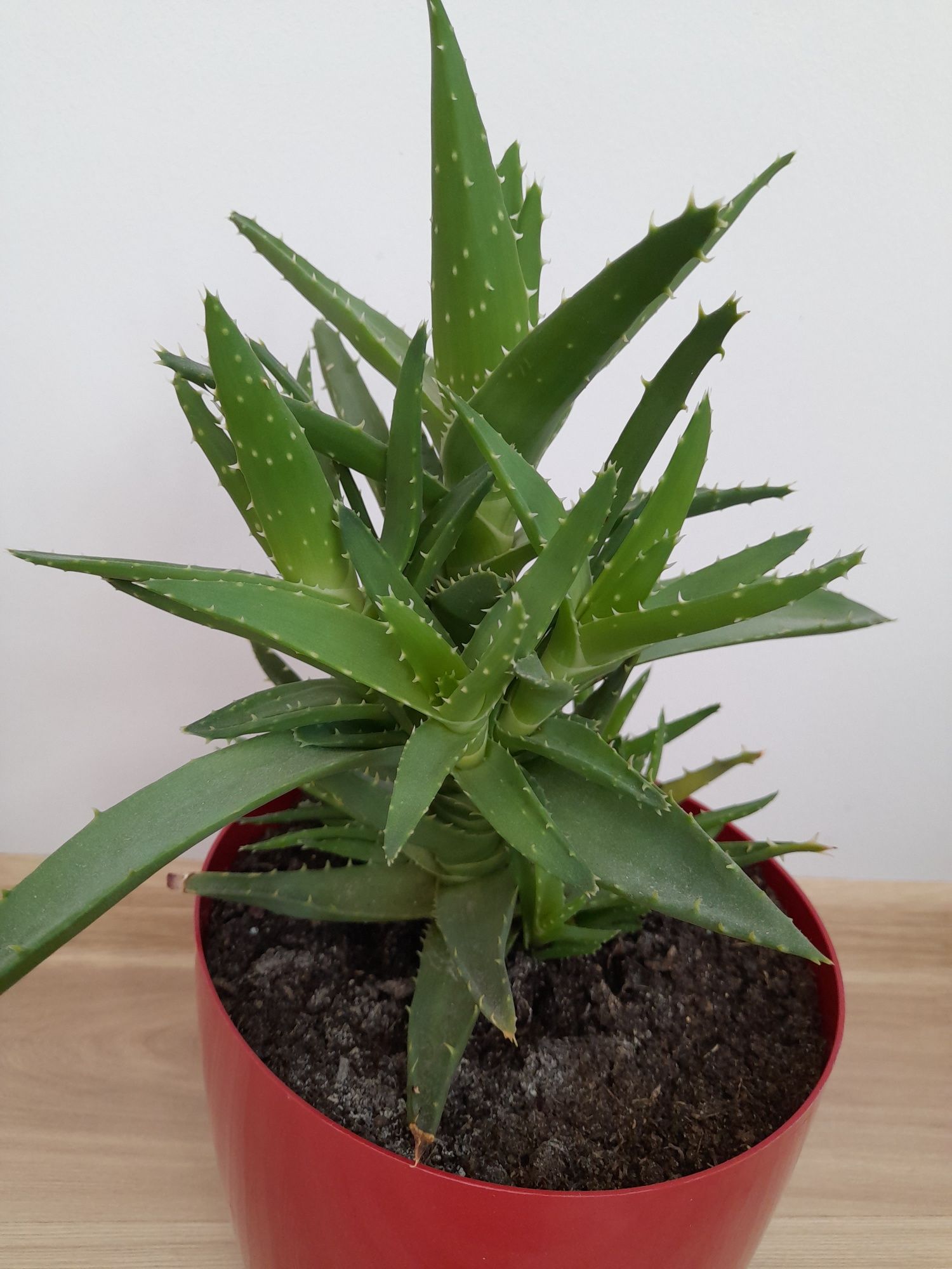 Aloes roślina sprzedam