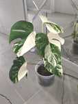 Monstera Variegata 6 liści piękna dorosła roślina 50 cm half moon
