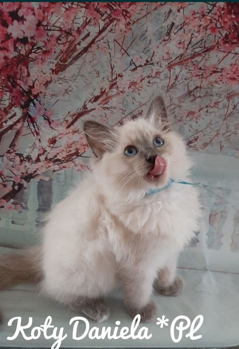 Ragdoll piękny kocurek FPL FIFE