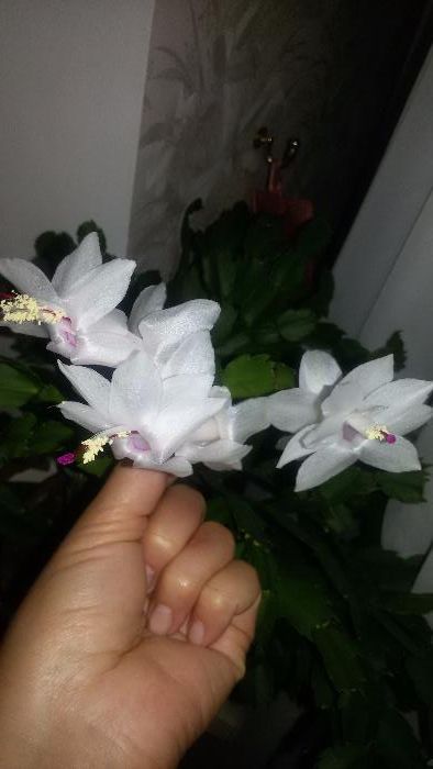 Рождественник белый сортовой