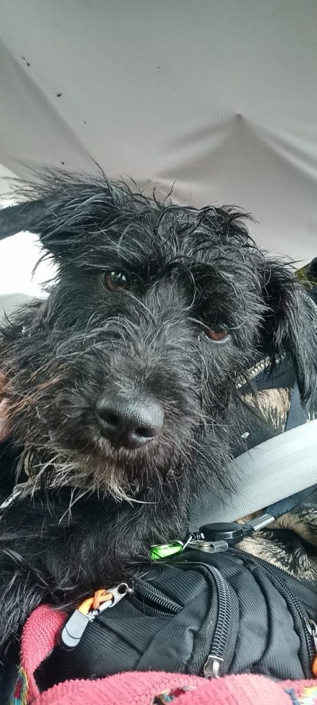 Kazik do adopcji! Sandomierz