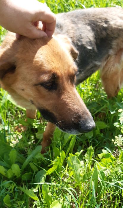 Kora - cudowna suczka w typie owczarka niemieckiego