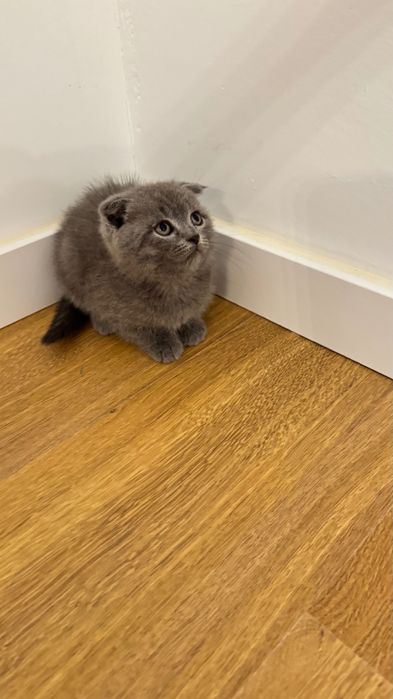 Scottish fold com 2 meses