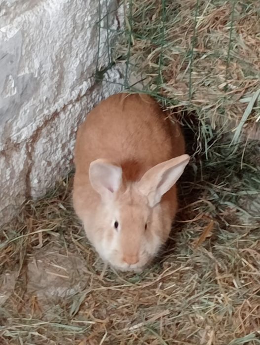 Sprzedam króliki