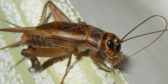 Кормовые насекомые - сверчки, зоофобы, тараканы