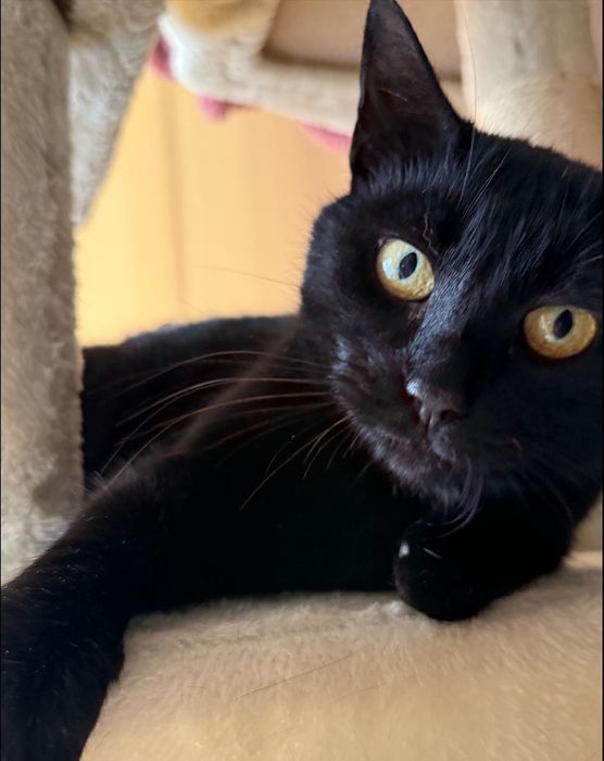 kotka błaga o dom… została porzucona przy szosie