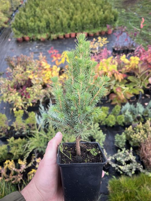 Туя смарагд, даніка, ялина коніка, ялівці, сосна звичайна, ялина