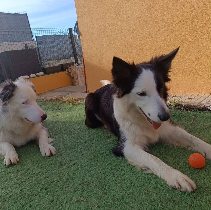 Hotel e creche canina, por até 10 euros ao dia.