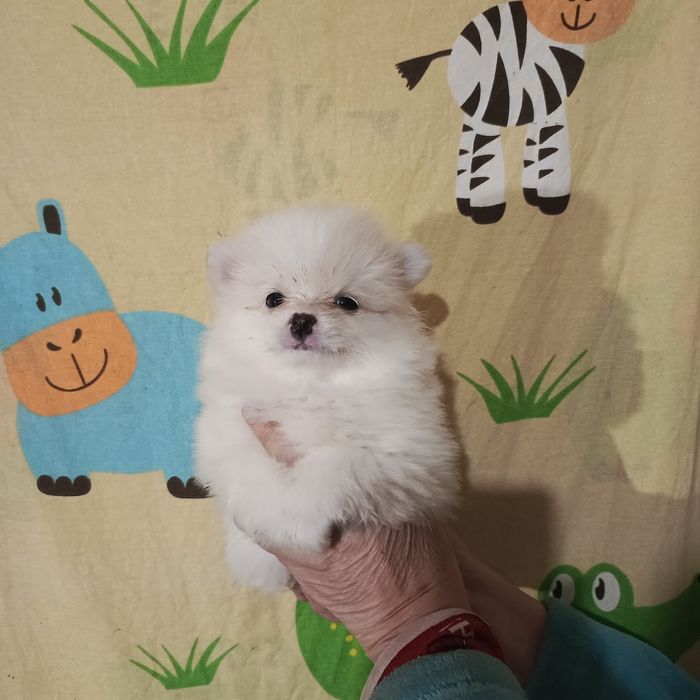 Мальчик крем шпиц