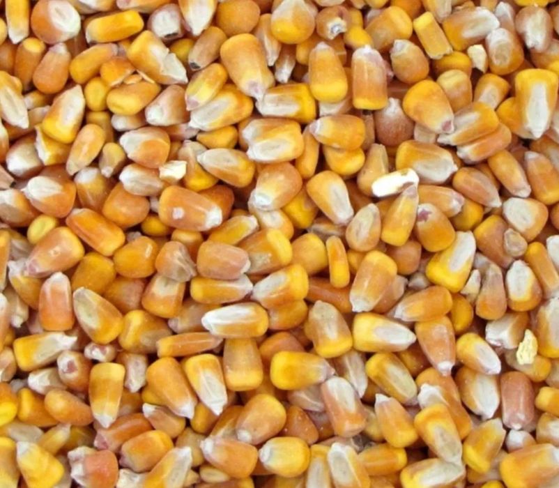 Kukurydza pszenica pszenżyto zboże ziarno karma pasza mielec łoniow
