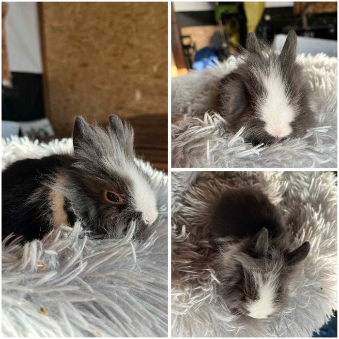 Karzełki Teddy Mini