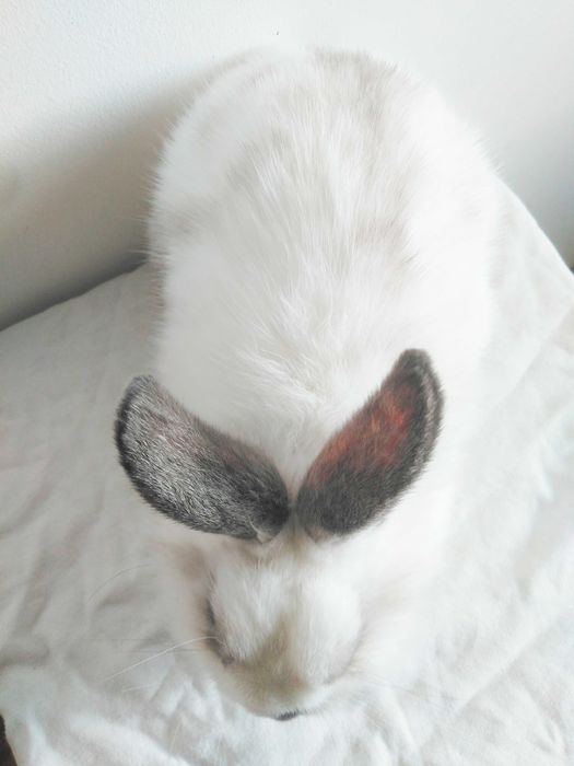 Роскошные миниатюрные Нидерландские карликовые крольчата, кролики