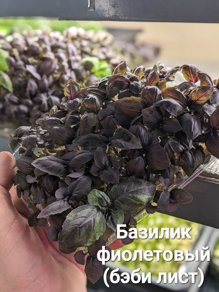 Микрозелень (свое производство)