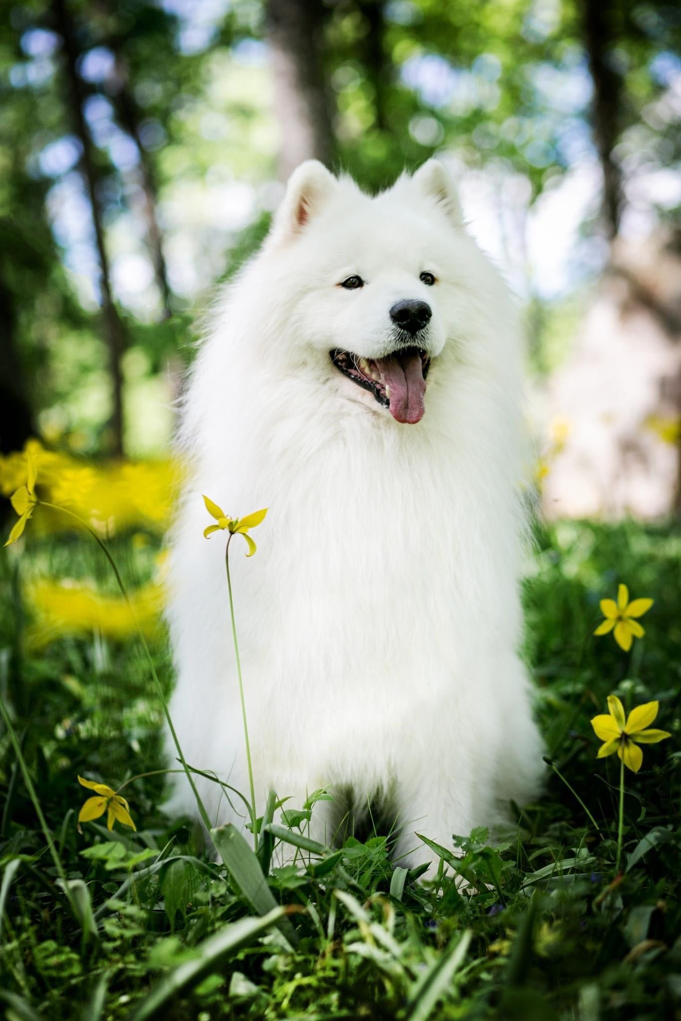 Szczeniak Samoyed FCI ZKwP szczenię