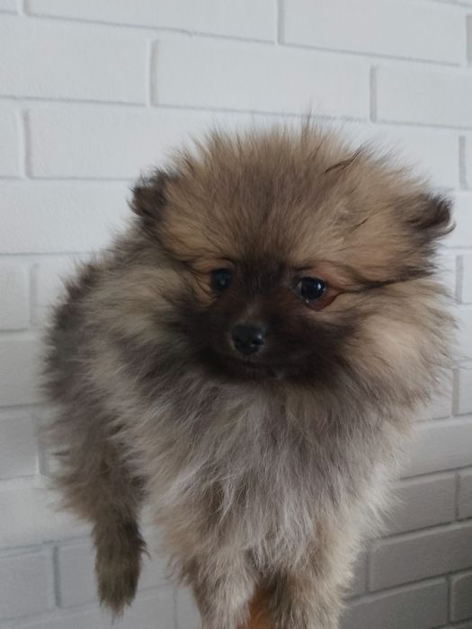 Szpic miniaturowy Pomeranian Suczka