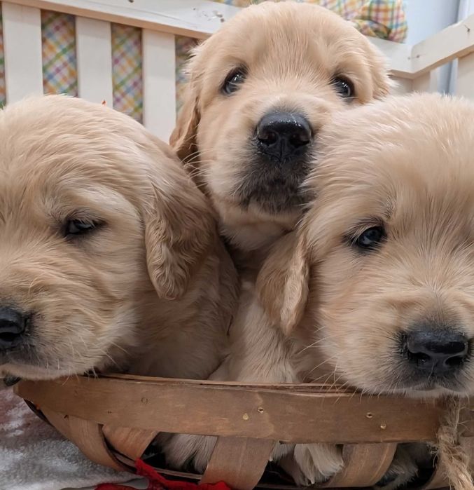 Szczeniak Golden retriever złoty piesek wyprawka szczeniak