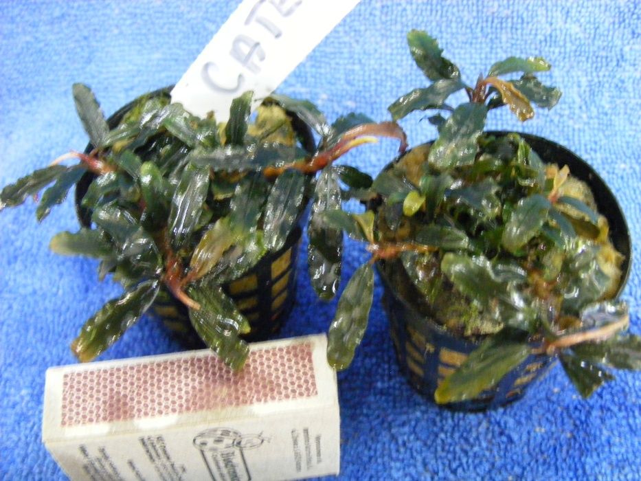 GB BUCEPHALANDRA CATHERINAE mini roślina w koszyczku kilka sztuk