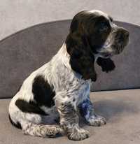 Cocer spaniel angielski