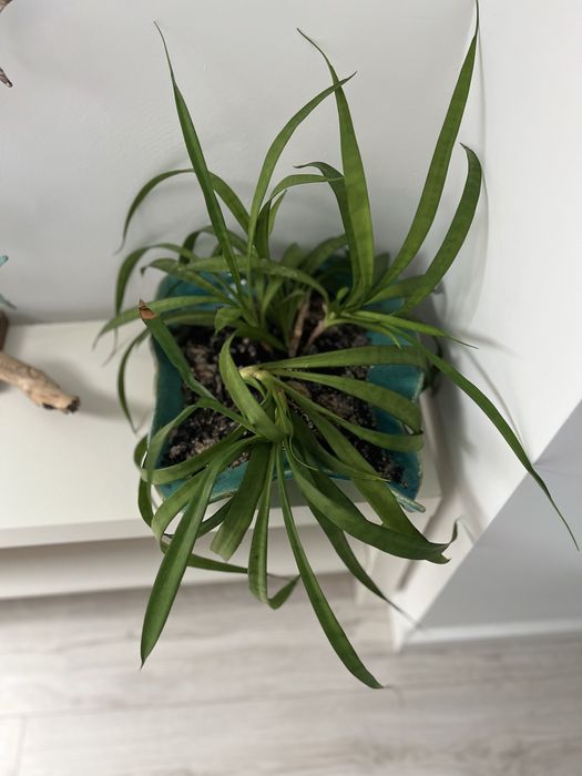 Zamieniam roślinki na koty sanseveria parva kenya hiacynt