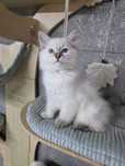 Piękny Ragdoll FPL FIFE Śląsk