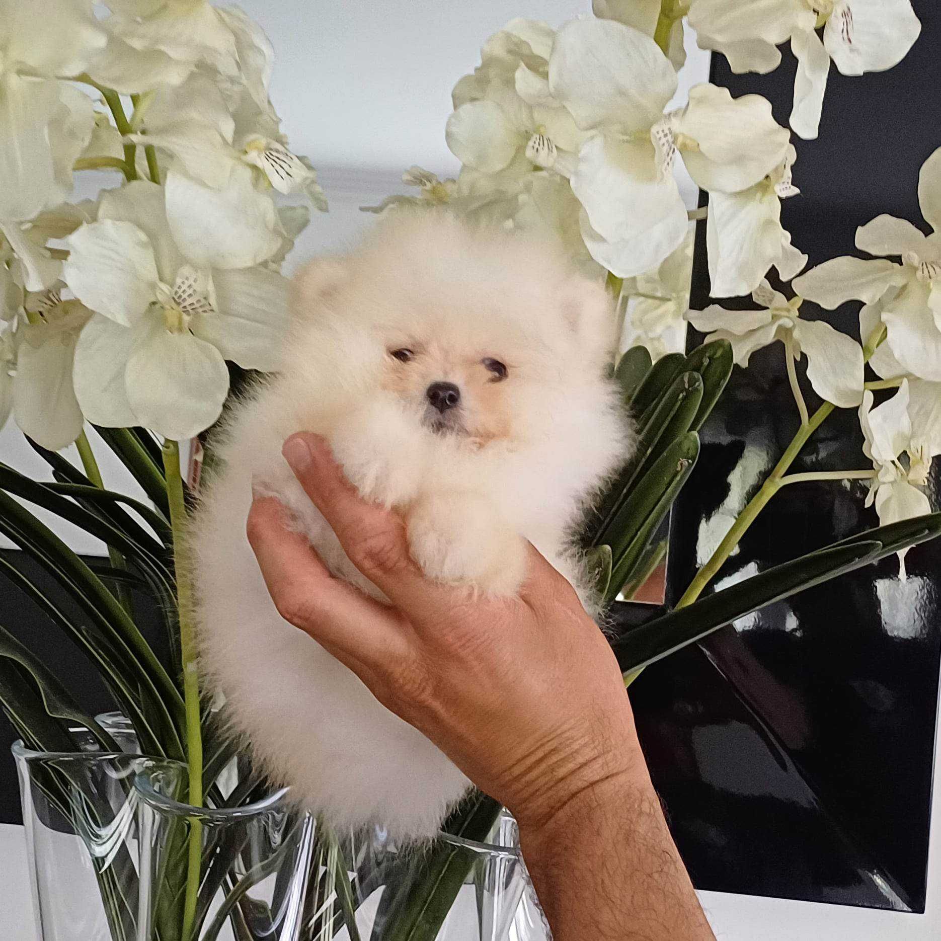 Spitz Alemão Anão e/ou Lulu da Pomerânia  com LOP e AFIXO