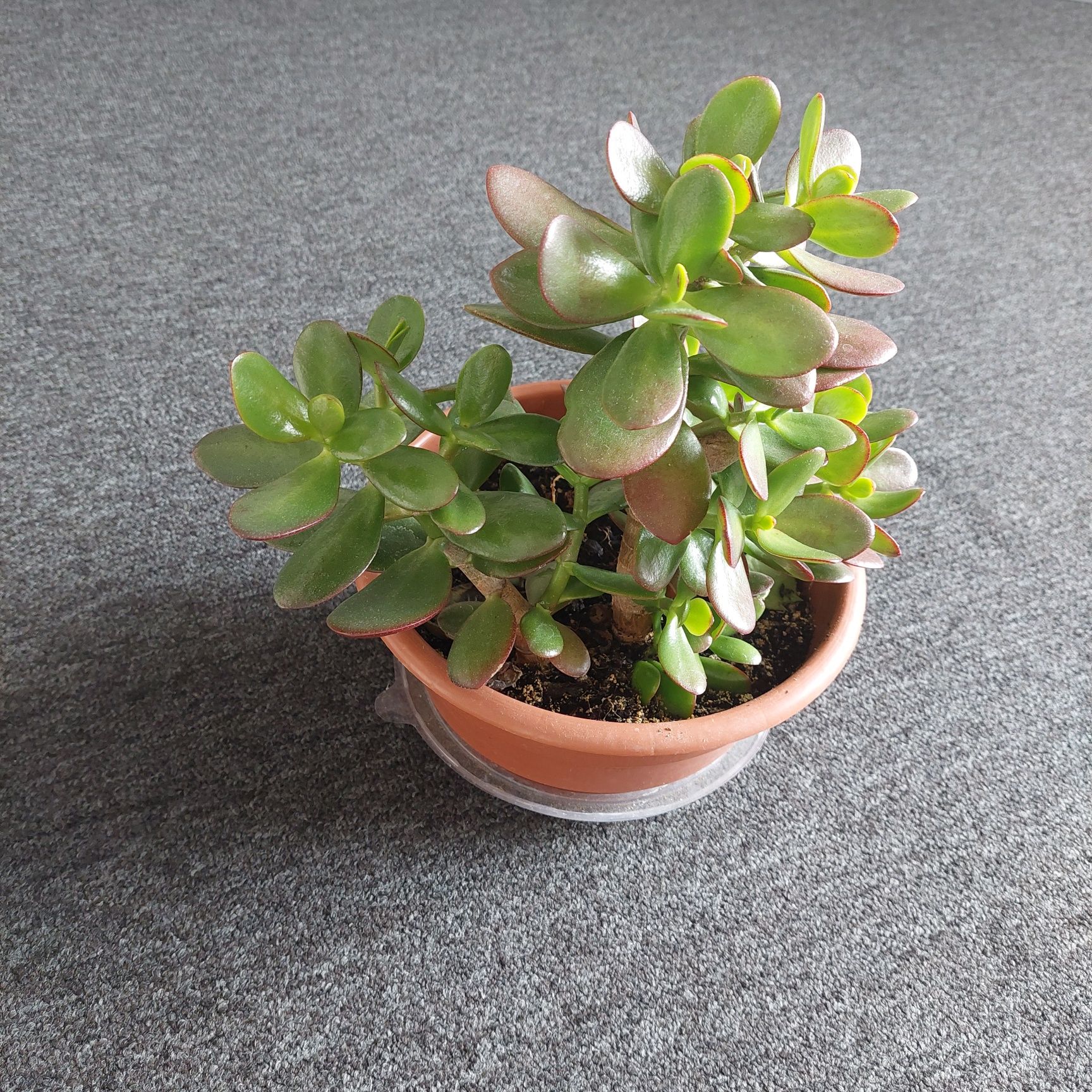 Grubosz, drzewko szczęścia, crassula, pieniążek