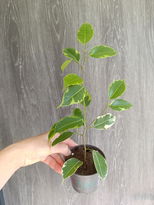 Продам фікуси Бенжаміна