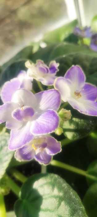 Фіалки дорослі та дітки